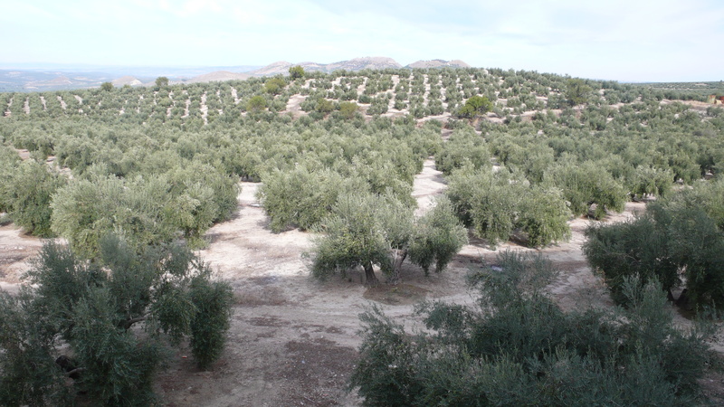 high angle view, tranquil scene, 4K, tree, non-urban scene, growth, land, autumn, green color, arid climate, harvest, olive, nature, plant, field, no people