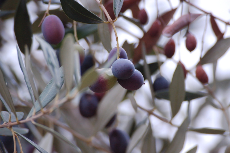 healthy eating, grape, olives, purple, fruit, ripe, food and drink, plant, beauty in nature, hanging, freshness, harvesting olives, no people, nature, day
