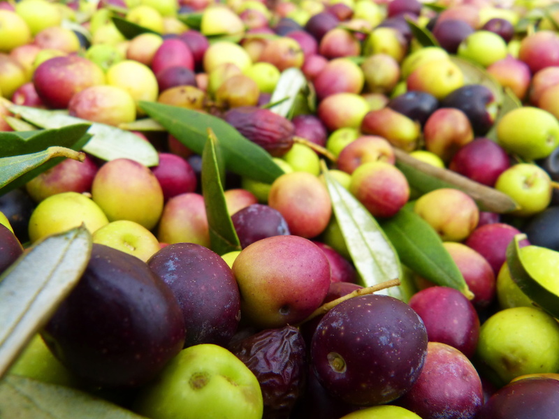 abundance, nature, harvest, backgrounds, close-up, no people, food and drink, 4K, healthy Eating, freshness, ripe, red, olives, grape, large group of objects