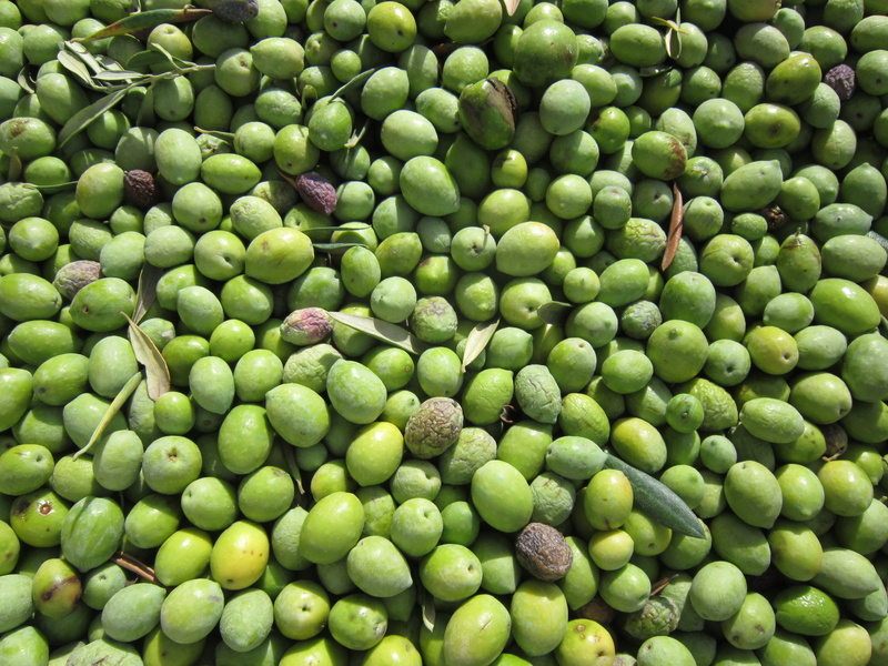 olives harvested, background, olives, freshness, green color, fruit, food, large group of objects, green olives, green pea, fresh olives, day, still life