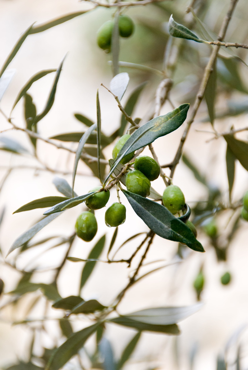 close-up, macro, green color, leaves, fruits, green, tree, food, fruitful, plant, nature, 4K, branch, bunch, selective focus, day, focus on foreground