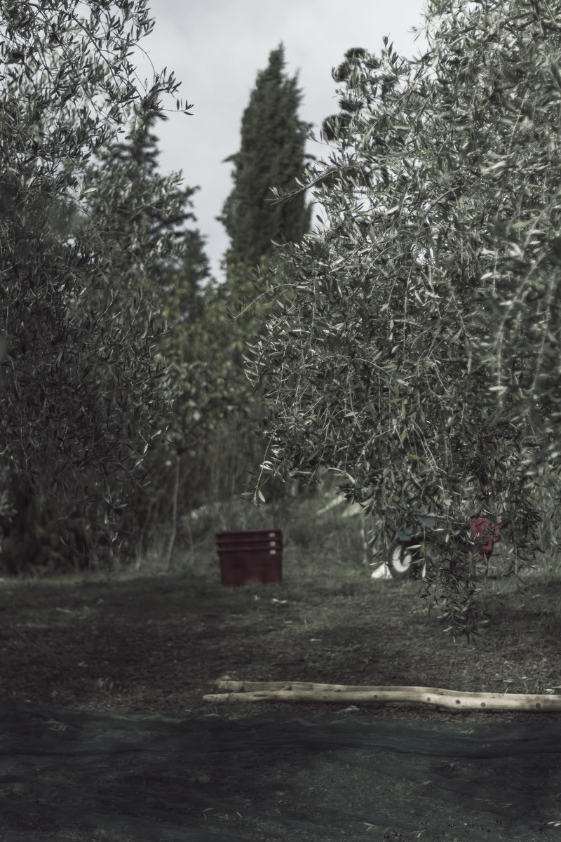 forest, green, land, wood - material, field, 2K, italy, no people, tranquility, olive tree, architecture, non-urban scene, landscape, tree, growth, trees