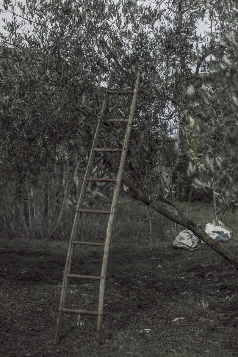 grass, italy, olive trees, abandoned, land, plant, woodland, branch, wood - material, tranquility, olive harvest, tranquil scene, field, 2K, tree trunk