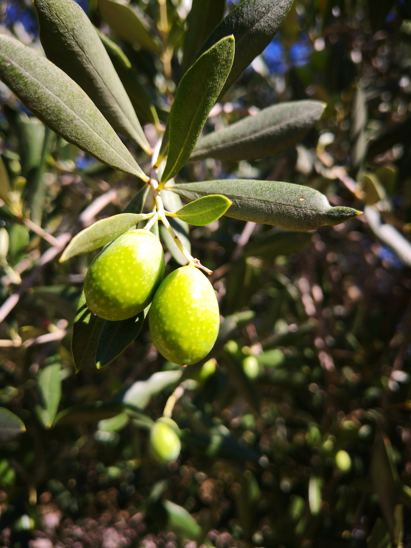 tree, healthy eating, beauty in nature, leaf, sun, day, no people, green, trentino, outdoors, green color, olive, olive oil, focus on foreground, cooking