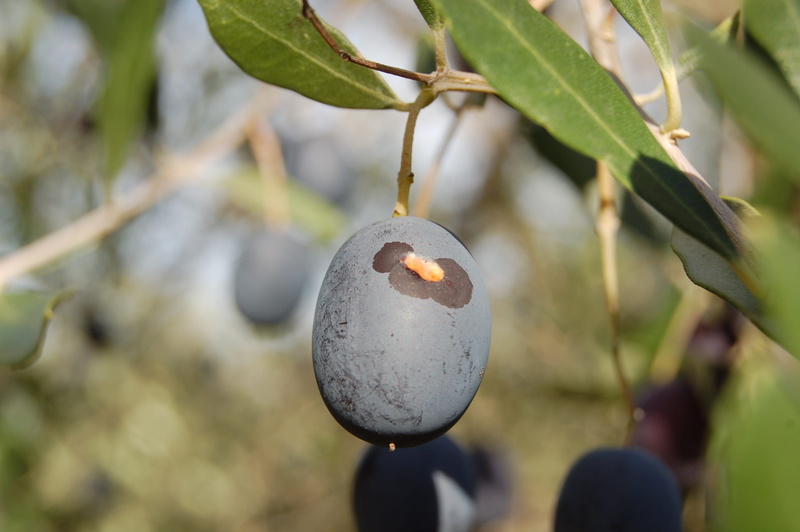 close-up, tree, food, 2K, olive oil, growth, olives, plant part, harvesting olives, food and drink, fruit, focus on foreground, outdoors, ripe, no people
