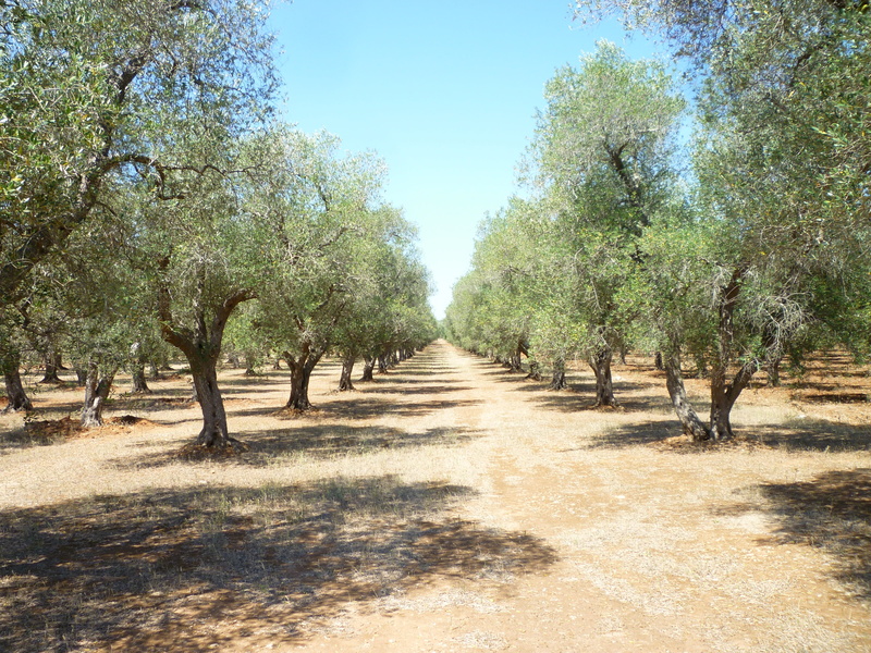 field, agriculture, land, sky, outdoors, olive grove, olive branch, tree, clear sky, the way forward, beauty in nature, treelined, cultivate, oliva, scenics - nature