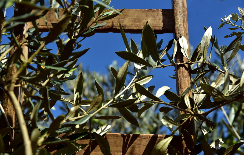 nature, blue, olive branch, plant part, olive leaves, agriculture, close-up, rung, tree, day, pick, wood, olive tree, boundary, leaf, olive harvest, climb up