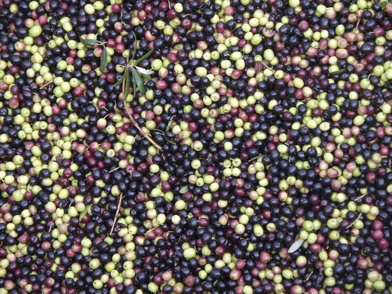fruit, Spain, abundance, backgrounds, plant, food and drink, healthy eating, Olives, no people, 2K, nature, still life, olive, Harvest, food, full frame