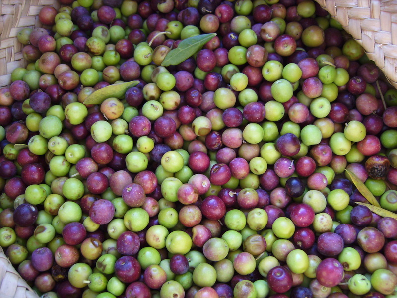 close-up, business, horticulture, green color, arbequina, Pick, high angle view, food, fruit, wellbeing, food and drink, day, bunch, white, california
