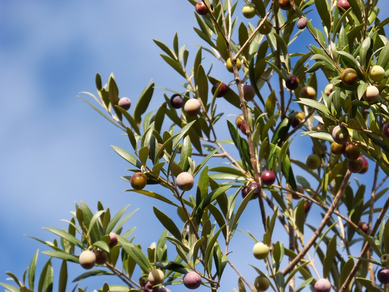 day, sky, nature, olive, ripe, low angle view, outdoors, fruit, green color, leaf, food, olivas, close-up, plant part, 4K, beauty in nature, tree, food and drink