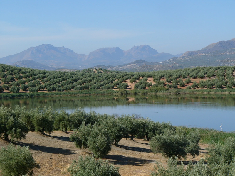 tree, environment, nature, water, day, olive, vegetable, mountains, olive trees, growth, lake, mountain range, jaén, landscape, mountain, plant, scenics - nature