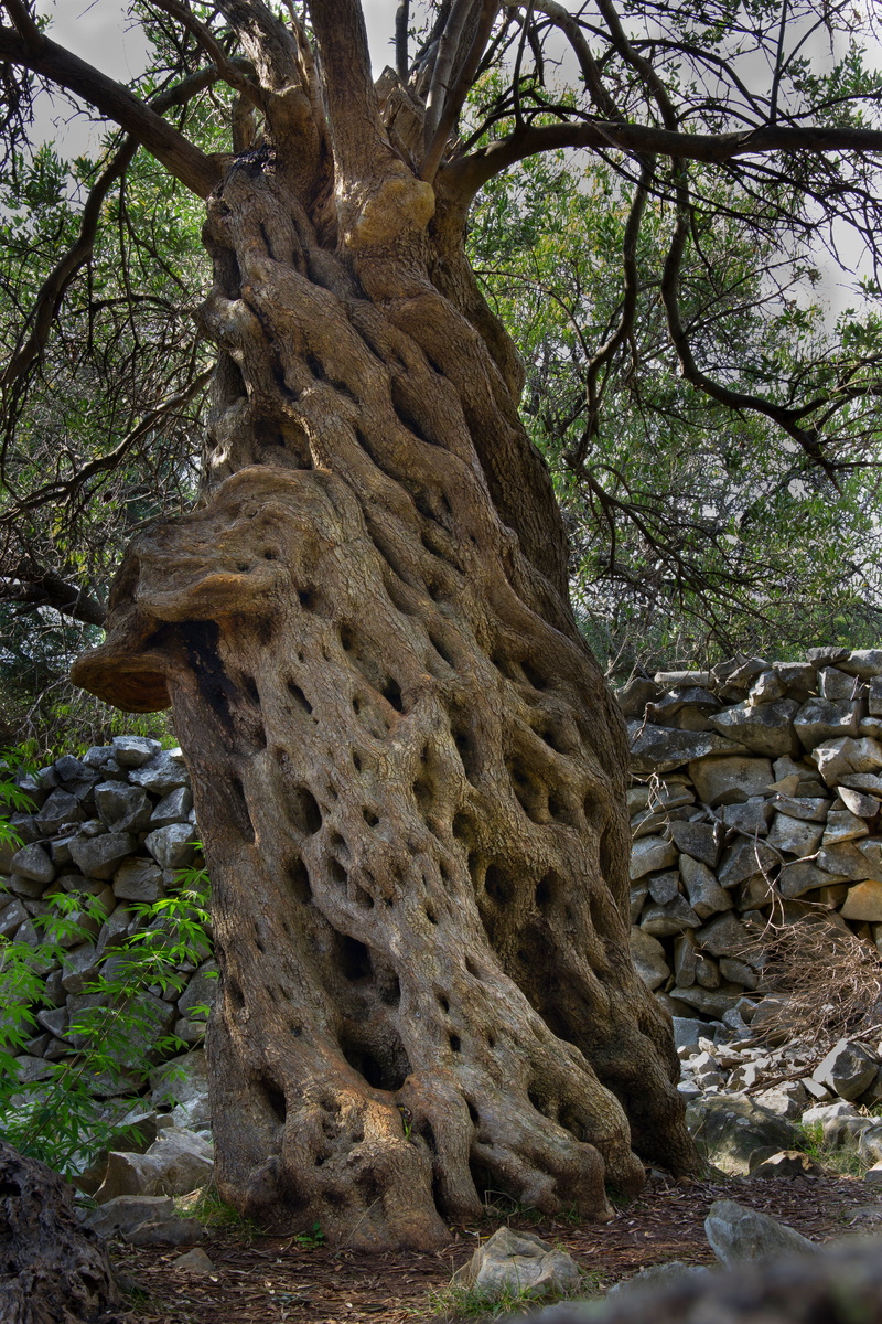 no people, plant, outdoors, low angle view, beauty in nature, trunk, growth, forest, tree trunk, tree, rock, sets, old, oliva, tranquility, non-urban scene