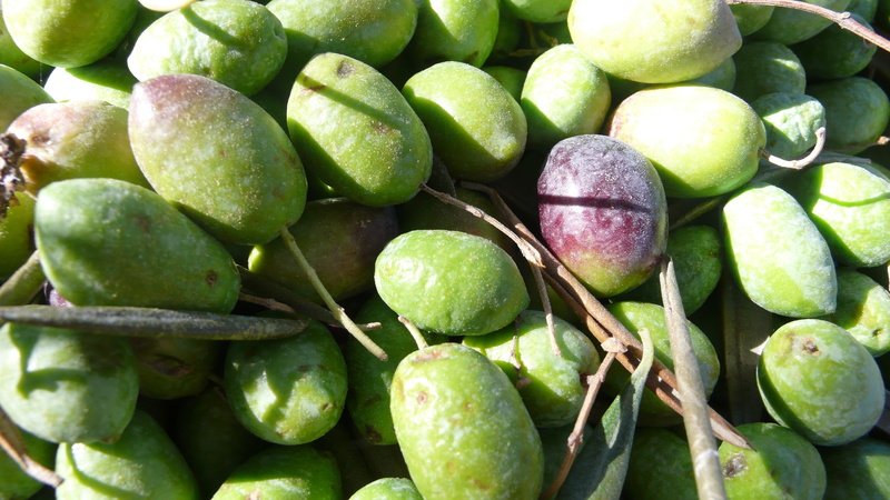 field, abundance, fruit, mágina sierra, green color, for sale, nature, large group of objects, olive, funds, autumn, freshness, raw food, close-up, food and drink