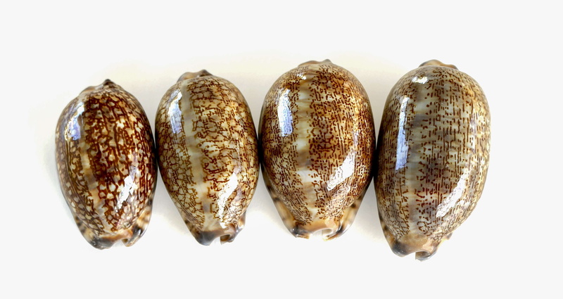 close-up, french food, panoramic, indoors, shell, choice, smooth shells, marine animal, sea shells, snack, healthy eating, shells, still life, sea, wellbeing