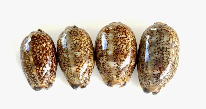 indoors, marine animal, wellbeing, vegetable, smooth shells, shell, healthy eating, close-up, panoramic, shells, no people, sea, studio shot, shiny, still life