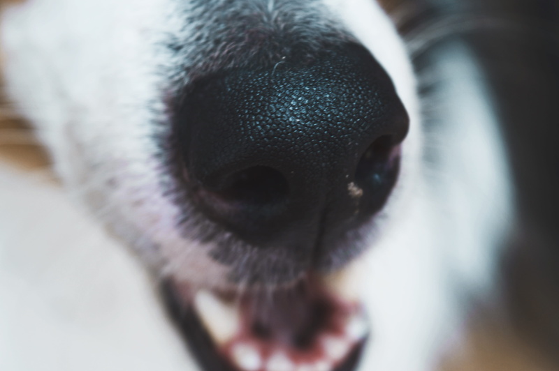 domestic animals, one animal, extreme close-up, smell, lassie, eye, 5K, nose, olfato, animal nose, animal, oliva, perro, black, rough collie, pets, vertebrate
