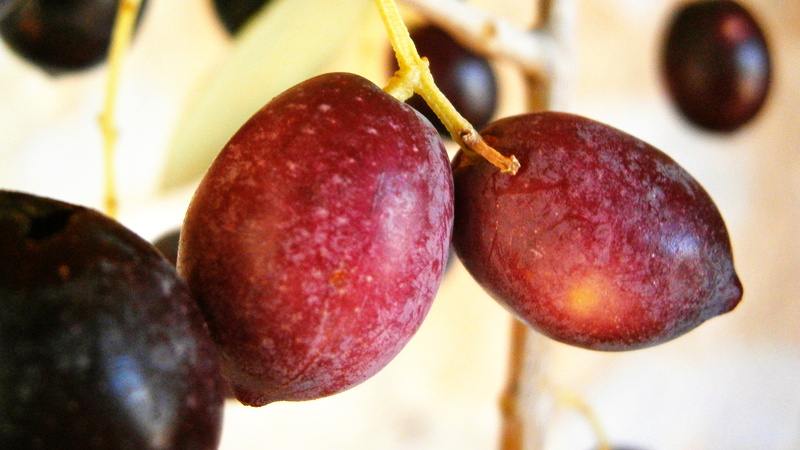 no people, fruit, selective focus, vegetable, freshness, plant stem, cherry, outdoors, wellbeing, agriculture, olivas, tree, olives, healthy eating, food and drink