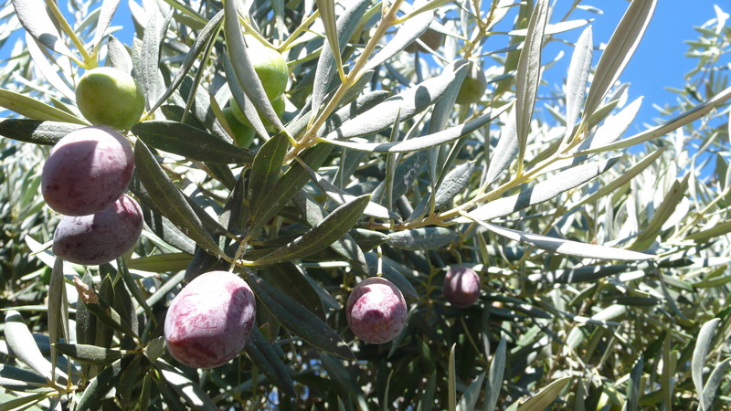branch, 4K, green color, freshness, olive, growth, olives, ripe, vegetable, tree, food and drink, close-up, plantation, day, nature, olive tree, agriculture