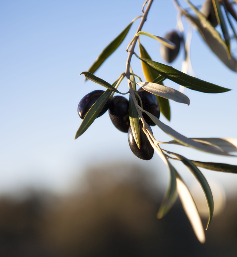 freshness, green color, growth, focus on foreground, nature, sepal, sky, beauty in nature, close-up, oil, plant part, olivas, selective focus, olive, pussy willow