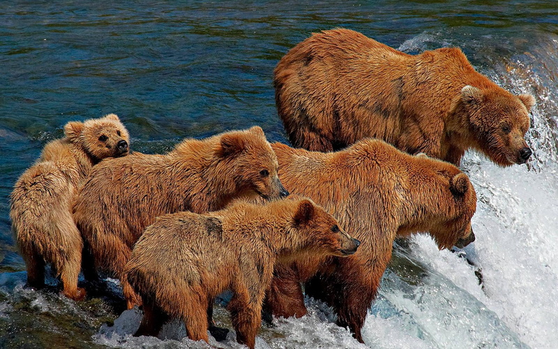 five, 1080P, family, time, animals, fishing, flow, lunch, brown bears, river