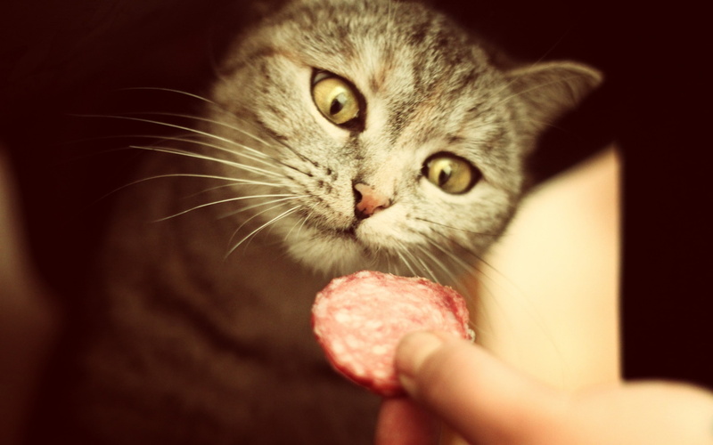 salami, 2K, funny, cat, food