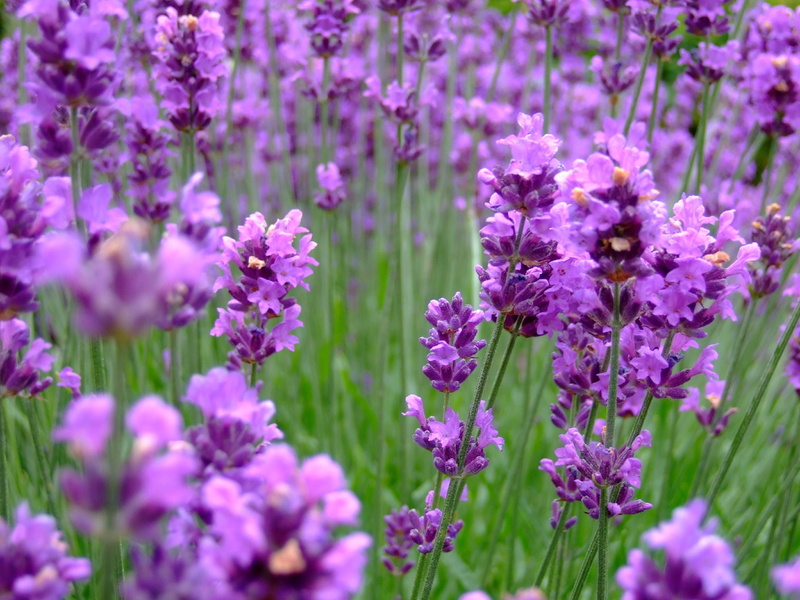 stately home, flower, field, petaled, lauderdale, nature, england, ham  ham, purple, dysart  house, lavender, plant, united kingdom, summer, ham house