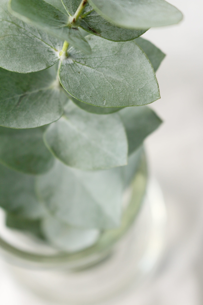 no people, focus, food, vase, plant part, leafed, green, outdoors, high angle view, macro, close-up, nature, freshness, beauty in nature, day, leaves, healthy eating
