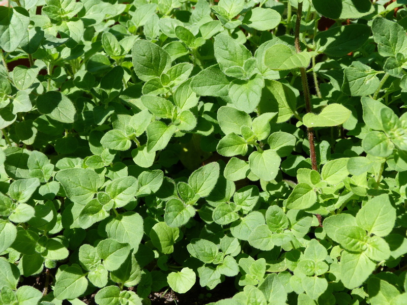 leaves, land, freshness, clover, no people, 2K, food, plant part, plant, lush foliage, backgrounds, growth, green, spice, herb, leaf, green color, tranquility