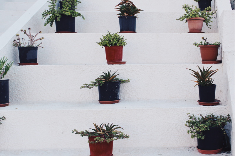 potted plant, growth, greece, leaf, outdoors, flower pot, houseplant, side by side, architecture, wall - building feature, cactus, courtyard, island, white