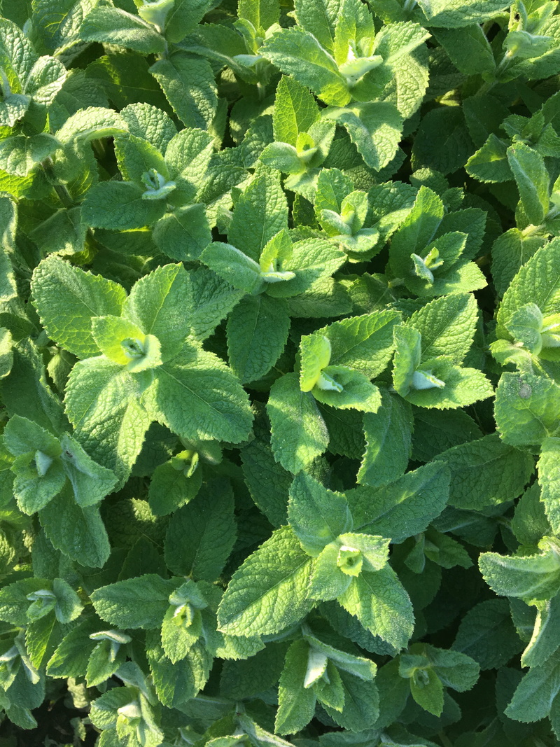 Nature, high angle view, aroma, vegetable, field, growth, day, wellbeing, plant part, leaves, backgrounds, garden, outdoors, green, Plant, Oregano, freshness