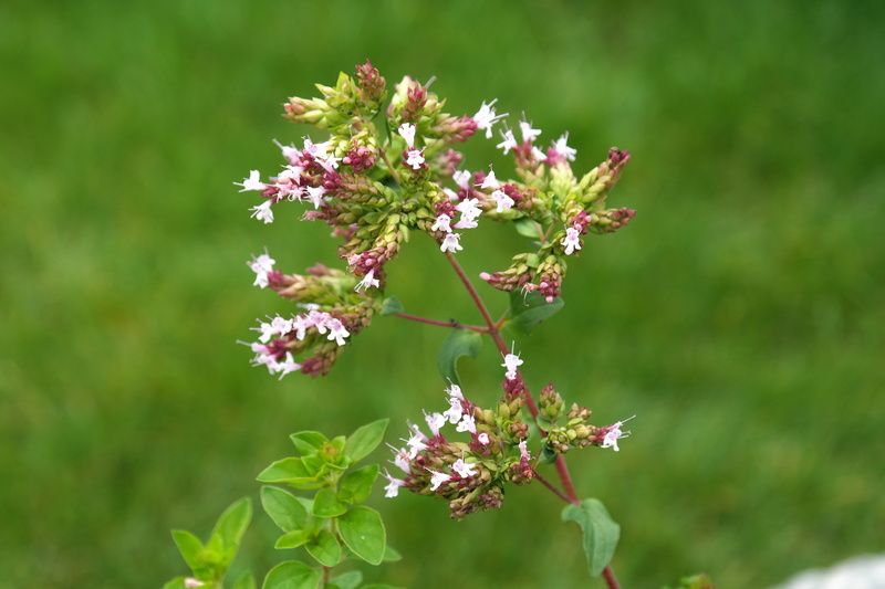 spice, real roxanne, freshness, bunch of flowers, joyfully, pink, Oregano, flower head, Plant, close-up, invertebrate, inflorescences of part of, nature