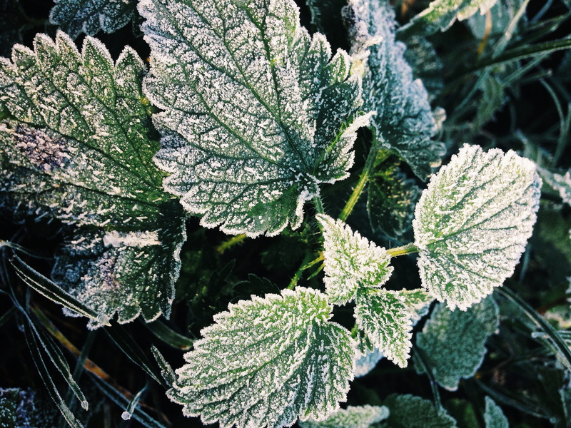 leaves, flora, leaf, 2K, ice, no people, focus on foreground, frost, close-up, day, environment, food, winter, frozen, tranquility, growth, outdoors, cold temperature