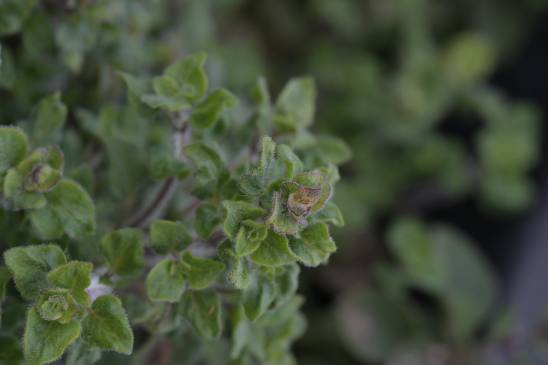 growth, green, 5K, plant part, focus on foreground, outdoors, animals in the wild, nature, organic, macro, land, botany, flower, closeup, leaf, oregano