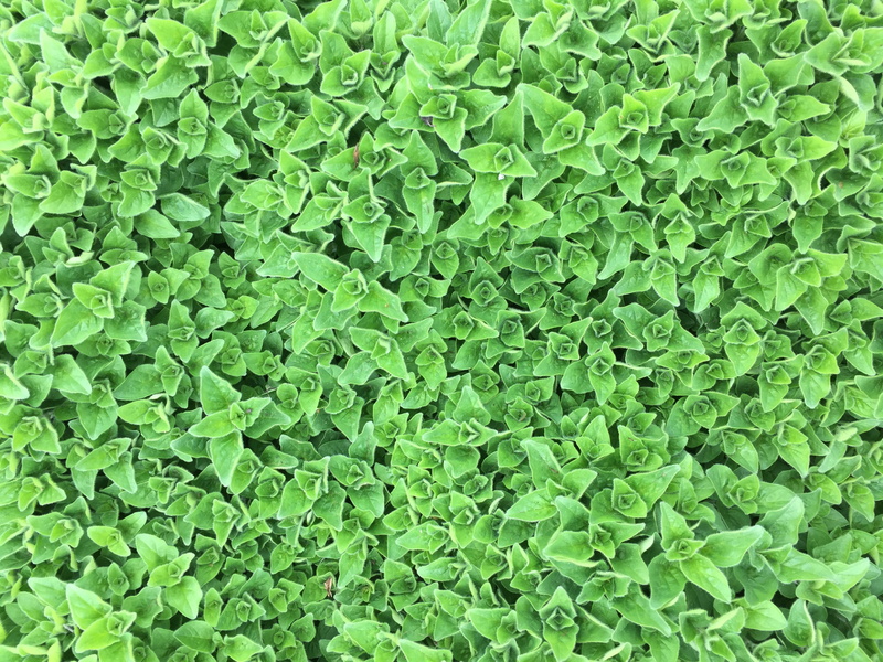 green color, 2K, day, beauty in nature, field, abundance, close-up, italian, healthy, flavor, leaf, nature, Oregano, lush foliage, Marjoram, full frame