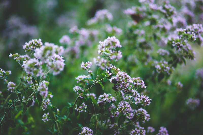 violet, growth, plant, flower head, spices, leaf, vulnerability, spice, beauty in nature, focus on foreground, softness, Blooming, land, fragility, field