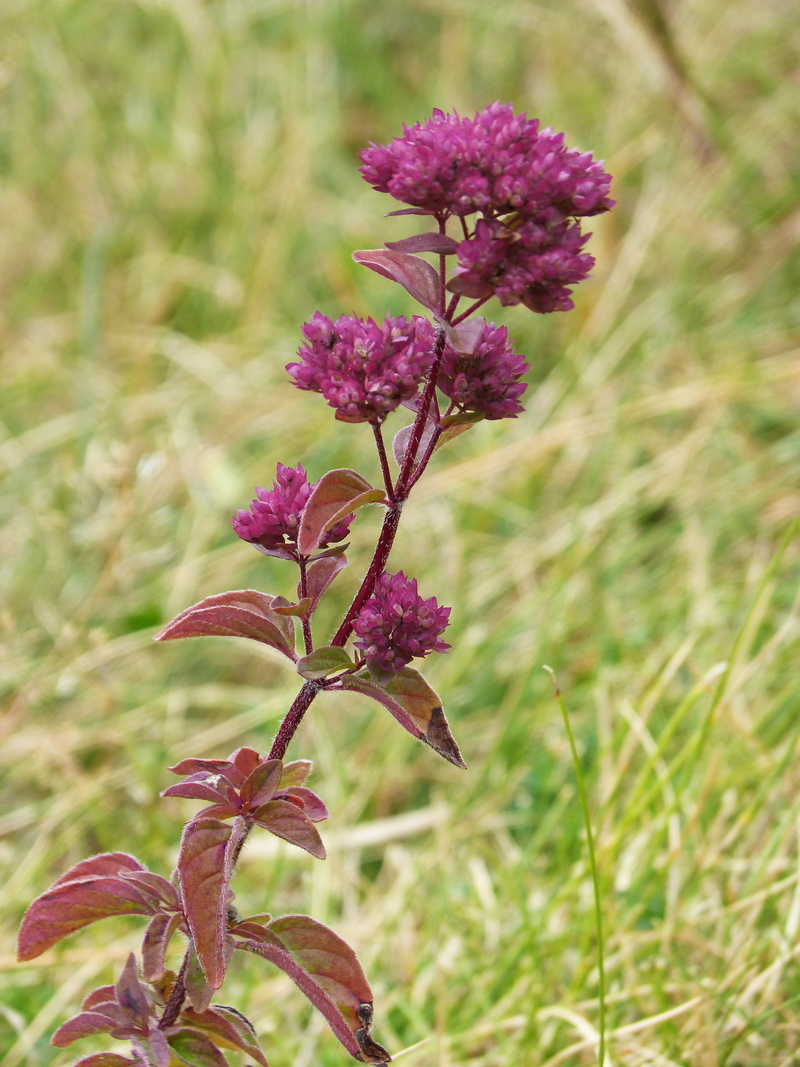 purple, flowering plant, fragility, focus on foreground, plant wildlife, flower, plant stem, freshness, outdoors, petal, day, no people, field, beauty in nature