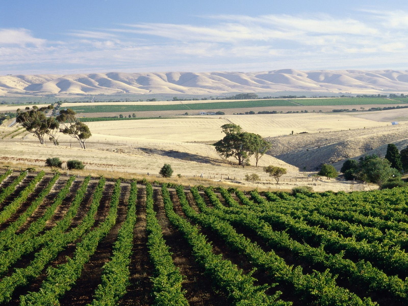 landscape, field, 720P, vineyard