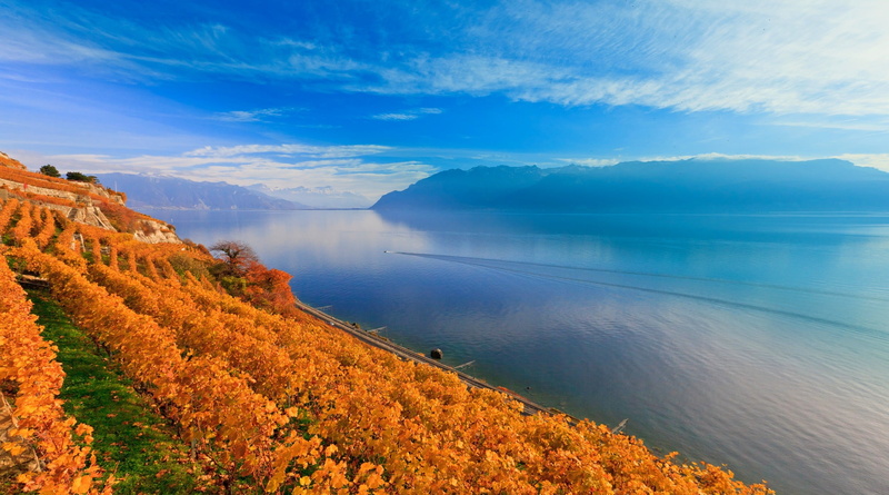 yellow, sky, travel Destinations, environment, change, high angle view, day, Le Lavaux, tranquil Scene, terraced field, tree, blue, plant, lake, forest
