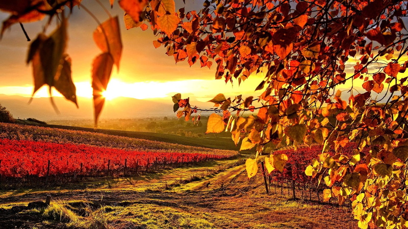 farm, men, outdoors, sunset, tree, autumn, plant part, vineyard, sunlight, leaves, plant, change, field, nature, agriculture, landscape, growth, 1080P