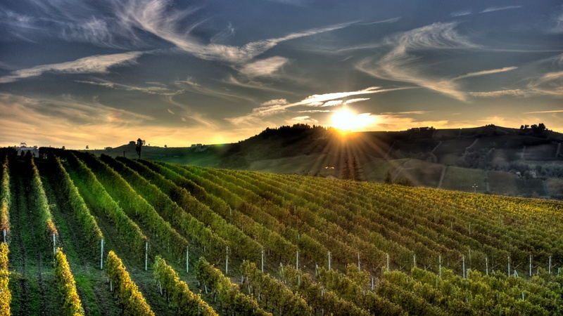 vineyard, 2K