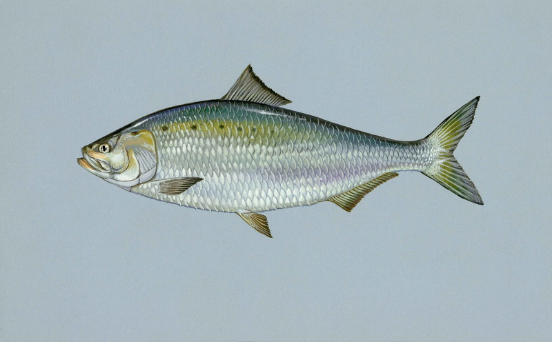 fishes, marine, shad, vertebrate, no people, food and drink, sapidissima, full length, animal wildlife, studio shot, alosa, fish, animals, catch of fish