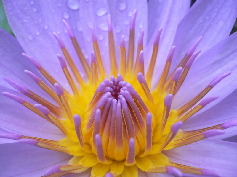 raindrops, nymphaeaceae, bloom, nature, yellow, flower, purple  violet, petal, f25, Mums, plant, french polynesia, water Lily, in bloom, close-up, orange
