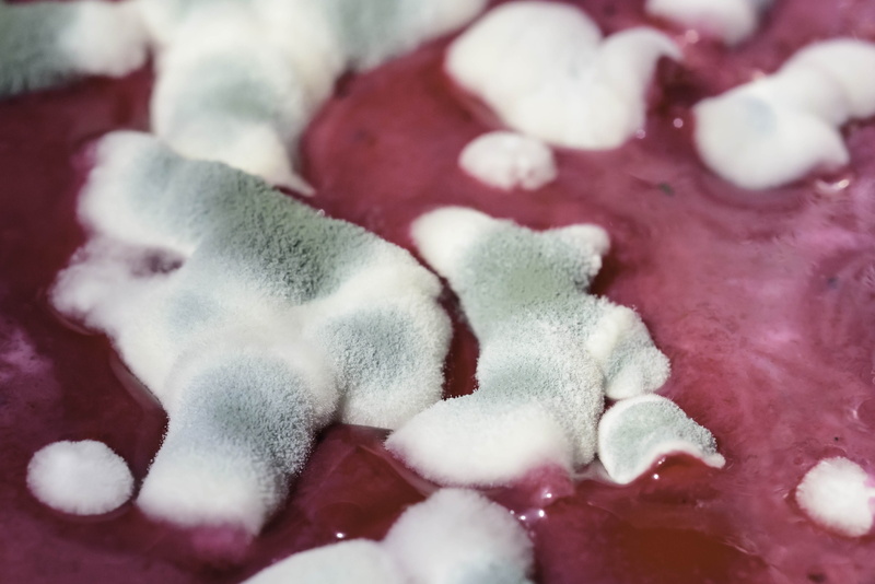 emotion, close-up, refreshment, mold, freshness, macro, drink, zygomycetes, no people, winter, schimmelpilz, cold temperature, spoiled food, positive emotion