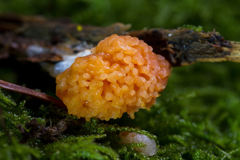 beauty in nature, growth, vulnerability, nature, plant, vegetable, slime mold, water, 4K, day, drop, myxomycetes, outdoors, close-up, flowering plant