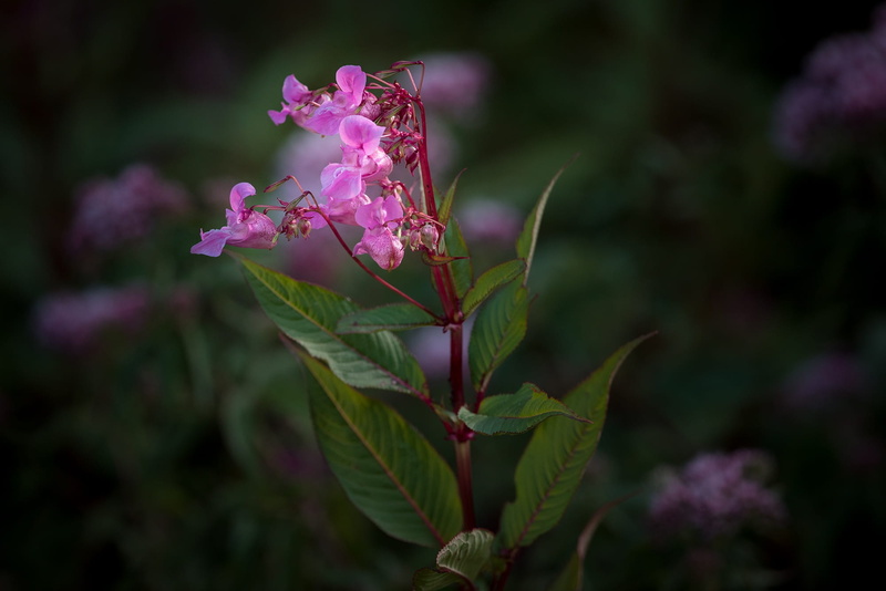 close, outdoors, himalayan balsam, plant, fragility, pink color, twilight, day, plage, 1080P, freshness, leaf, flowers, flower, pink, close-up, balsaminengewaechs