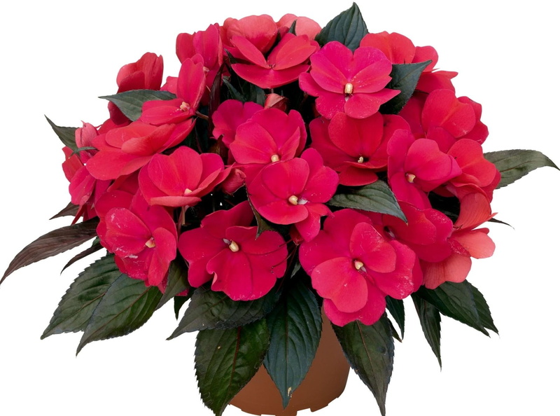 red, plant, no People, white, flower, flowers, fragility, beauty In Nature, flower Head, plant part, summer, cut out, flower arrangement, studio shot, bouquet