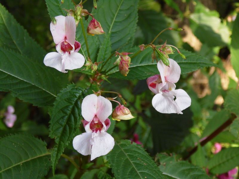 plant, outdoors, indian springkraut, fragility, 5K, vulnerability, inflorescence, balsam, flowering plant, focus on foreground, flower head, springtime