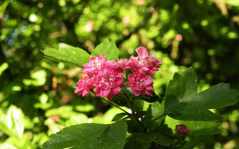 growth, branch, beautiful, freshness, green Color, rhododendron, purple, multi Colored, springtime, gardening, flowerbed, azalea, season, 2K, no People