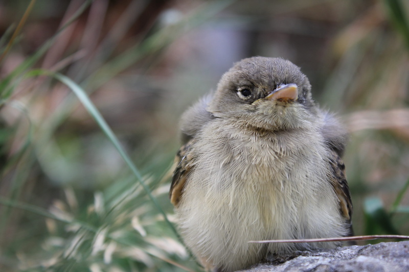 nature, vertebrate, 5K, bird of prey, young animal, perching, outdoors, plant, no people, maple ridge, close-up, bird, animal themes, one animal, balsam street