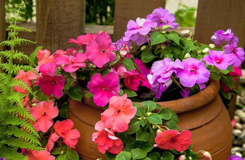 outdoors, no People, freshness, beauty, petal, purple, backgrounds, day, flowering plant, brigh, vulnerability, formal Garden, flower, inflorescence, growth